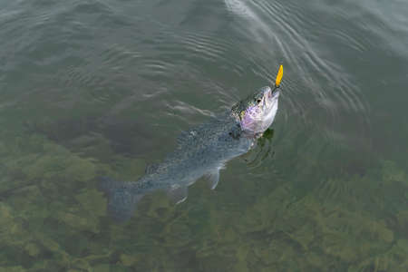 Caught rainbow trout salmon fish in water. Area fishing conceptの写真素材