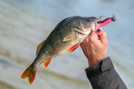 Perch fish trophy in hand of fishermanの写真素材