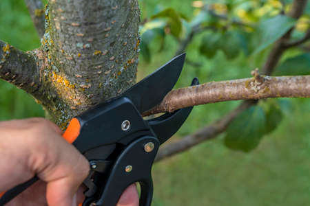 Gardener pruns the fruit trees by pruner shears. Farmer hand with garden secateurs on natural green...