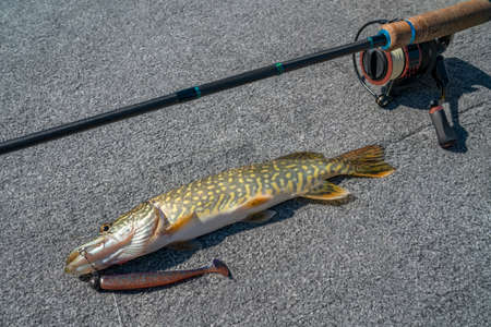Pike fish trophy on board the boat with fishing tackles setの写真素材