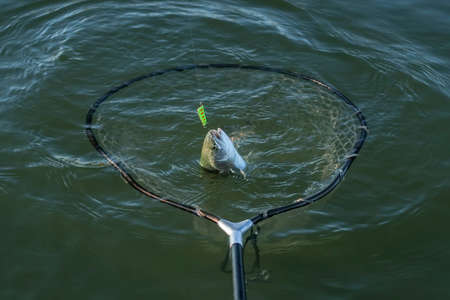 Area trout fishing. Taking salmon fish by landing net in water.