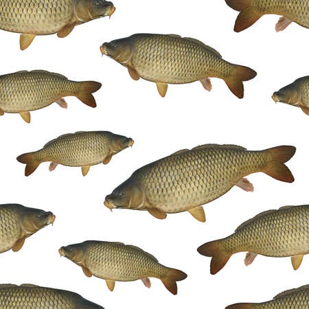 Fishing seamless pattern of fish. Background from carp fish isolated on white.の写真素材