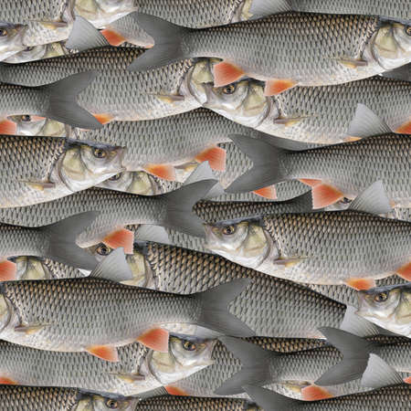 Fishing seamless pattern of fish. Background from chub fishの写真素材