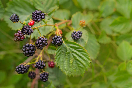 Forest Blackberry growing on bush. Berries on blurred natural green background