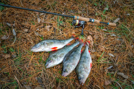 Fishing. Perch fish trophies and tackle on groundの写真素材