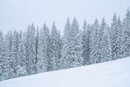 Winter mountains powder slope. Carpathians hill snow coveredの写真素材