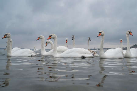 Flock of swans. Lots swan birds wintering at lake