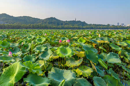 The great lotus flower pond in Hangzhou parkの写真素材