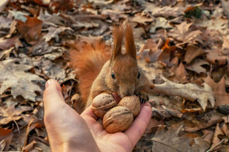 Squirrel feeding. Funny ginger animal eats nuts from hand in the park.の写真素材