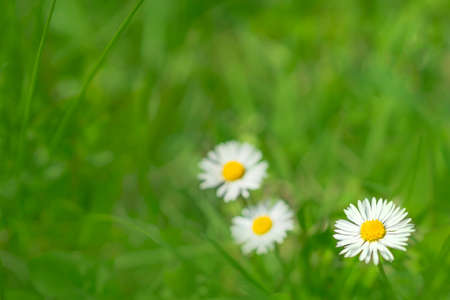 Blurred background of chamomile flowers. Camomiles daisy flower meadow.の写真素材
