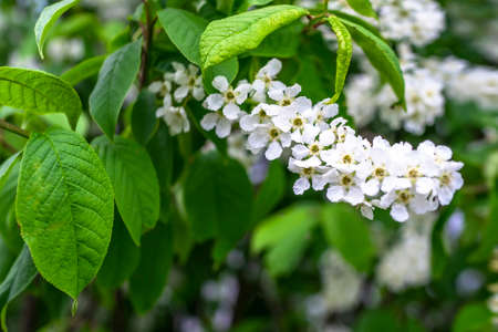 Springtime. White bird cherry blossoms. Spring flowers on nature blurred background.