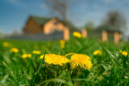 Yellow dandelion. Bright flowers dandelions on blurred background of green spring meadow near country houseの写真素材