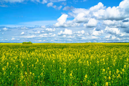 Yellow rapeseed field. Rape blossom and blue cloudy sky