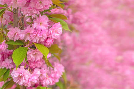 Sakura blossom. Pink japanese cherry bloom flowers on blurred spring backgroundの写真素材