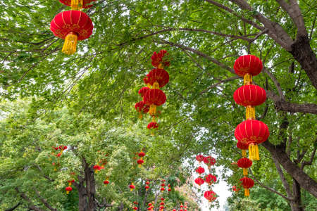 Chinese traditional red lantern decoration on treeの写真素材