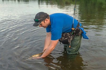 Pike fishing. Fisherman release fish in water at river