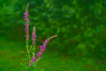 Blooming purple loosestrife (Lythrum salicaria) on blured natural gree backgroundの写真素材