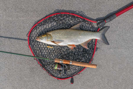 Asp fish and fishing tackle on landing net at boat