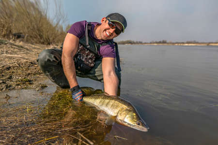 Happy fisherman with zander fish. Success walleye fishing at wild river