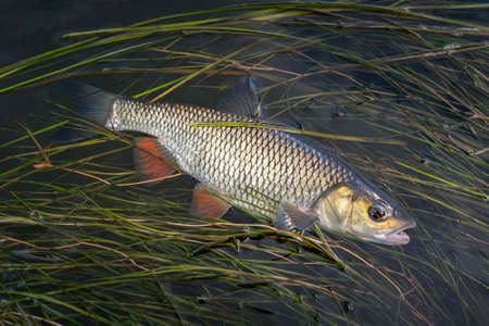 Caught chub fish in river water with algae. Squalius cephalus fishing.
