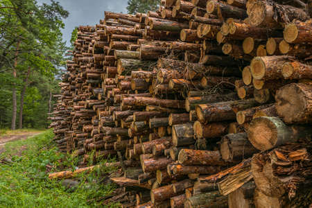 Deforestation concept. Stumps, logs and branches of tree after cutting down forest