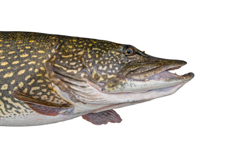 Pike. Head of live fish isolated on white background. Muskellunge fishing