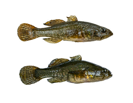 Fresh alive rotan fish isolated on white background. Chinese Sleeper
