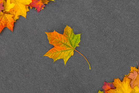 Autumn colorful maple leaf on asphalt. Yellow, orange and red leaves on dark gray textured backgroundの写真素材