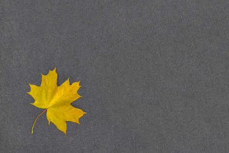 Autumn yellow maple leaf on asphalt. Seasonal fall background with copy spaceの写真素材