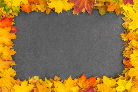 Autumn frame of colorful maple foliage on asphalt. Yellow, orange and red leaves on dark gray textured backgroundの写真素材