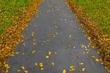 Walkway in autumn colorful park. Yellow leaves on footpath at alleyの写真素材
