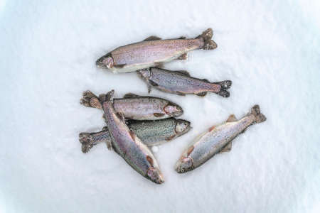 Many rainbow trout fish on snow. Winter trout fishing at area lakeの写真素材