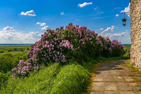 Blooming lilac near stone building. Lilacs flowering bush in yard. spring landscape designの写真素材