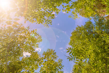 Sunshine toned sky window inside green tree branches frame with blue sky. Canopy of tall trees...