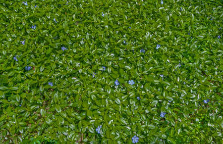 Periwinkle lawn texture. Wild Vinca minor, blue flowers and green leaves