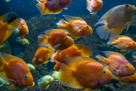 Flock of orange cichlid fish in aquarium. School of red blood parrot fish