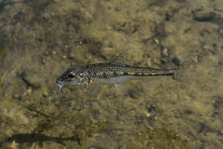 Gudgeon fish in clear fresh water. Gobio in natural habitatの写真素材