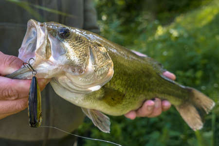 Bass fishing lure. Caught bass fish in fisherman hands. Largemouth perchの写真素材