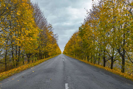 Car road between autumn colorful trees. Perspective view to farの写真素材