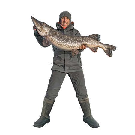 Successful pike fishing. Fisherman with huge muskie fish isolated on whiteの写真素材