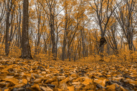 autumn yellow forest. Dry colofuul leaves fall on ground. Autumn landscape