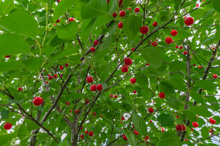 Ripe cherry in garden. Tree of red berries on green leaves background