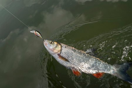 Chub fish on hook in water. Chub fishing on crank