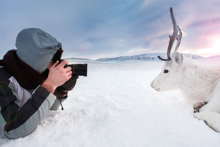 A young photographer shoots a white and cute deer lying on the snow. Very cold. Russia, Siberia, Yamal.の写真素材