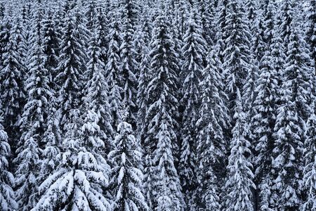 Winter background with snow covered fir trees.