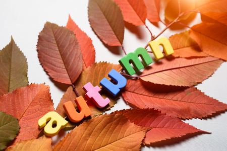 Close-up of word autumn from plastic letters decorated with leaves isolated on white background with sunlight effect.の写真素材