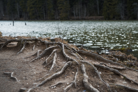 Close-up of old tree roots near lakeの写真素材