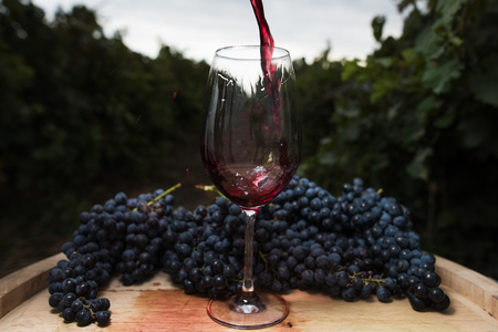 Flowing red wine in a glass on the background of the vineyardの写真素材