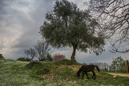 Landscape of horse on meadow, big tree on backgroundの写真素材
