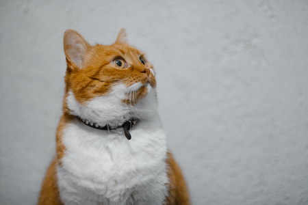 Portrait of red home cat on white background.